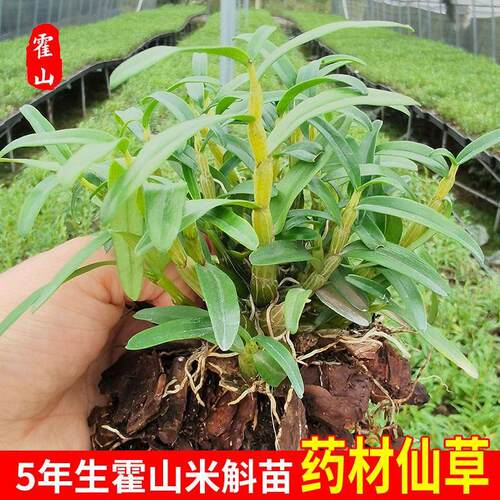 石斛苗种正宗霍山米斛苗原产地直发带根铁皮石斛苗盆栽送基质肥料