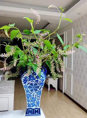 商陆花鲜花云南直发绿色鲜切枝水培绿植商路插花叶材陆商花鲜切花