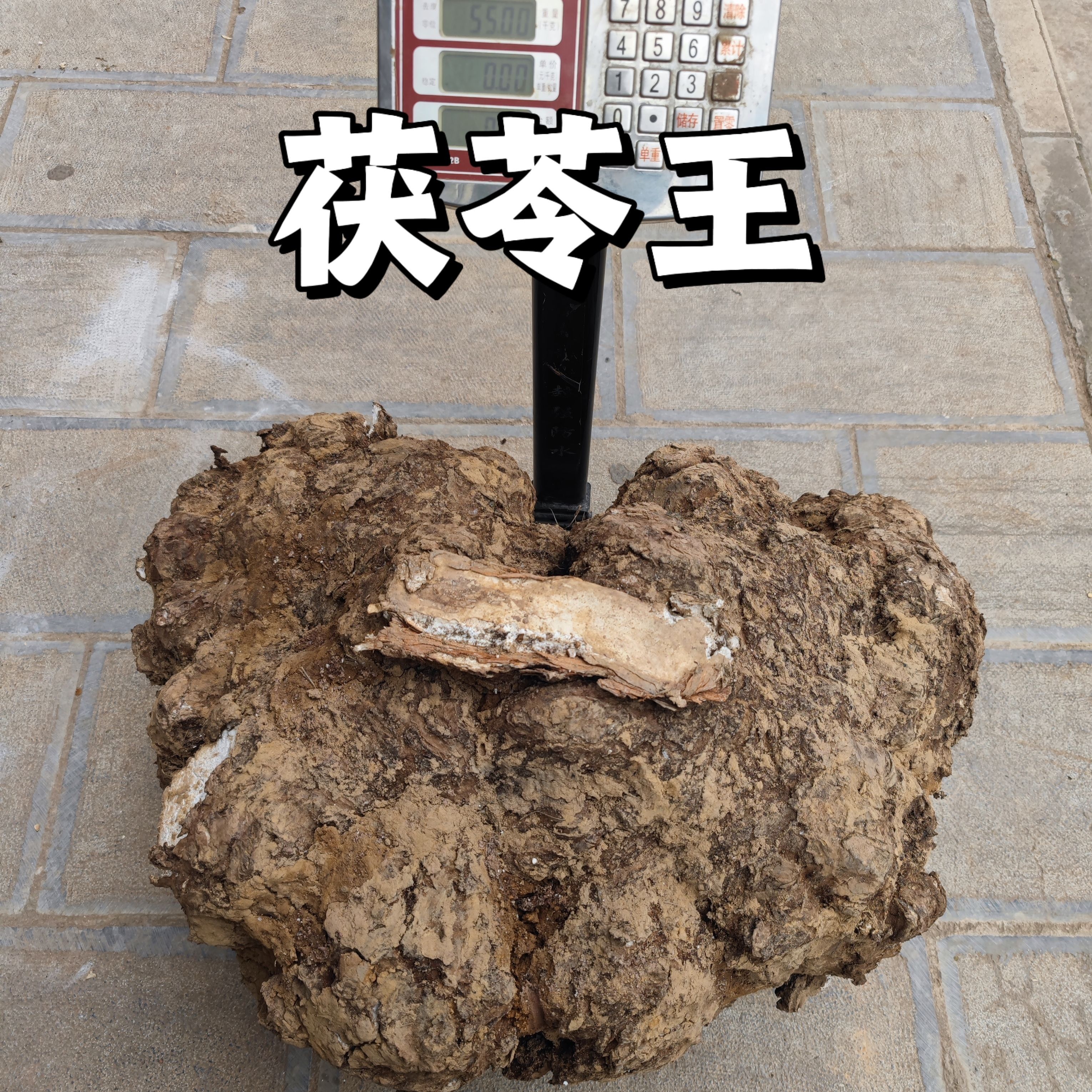 新鲜茯苓茯神现挖现发云苓白茯苓原产地发云南姚州茯苓湿茯苓 2kg