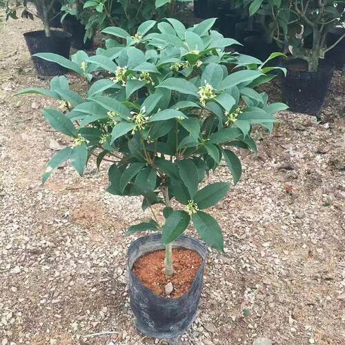 独杆桂花树盆栽四季桂花树阳台庭院地栽盆栽田园土栽培开花带香味