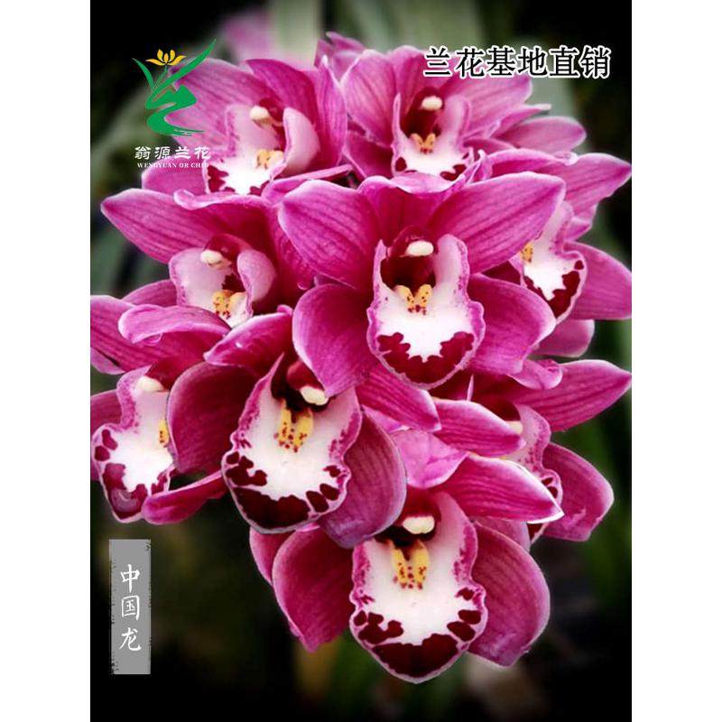 带古风盆栽好翁源兰花苗大花蕙兰中国龙红花金边好养桌面绿植花卉,鲜花速递/花卉仿真/绿植园艺,仿真绿植,淘宝优惠券,粉丝福利购,淘宝优惠卷