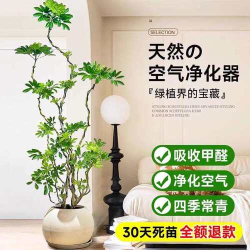 造型鸭脚木客厅大盆栽鸭掌木鹅掌柴室内落地式大型四季常青绿植物