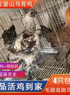 一斤无量山鸡活鸡包活到家正宗高脚毛脚鸡乌骨鸡云南宠物鸡散养