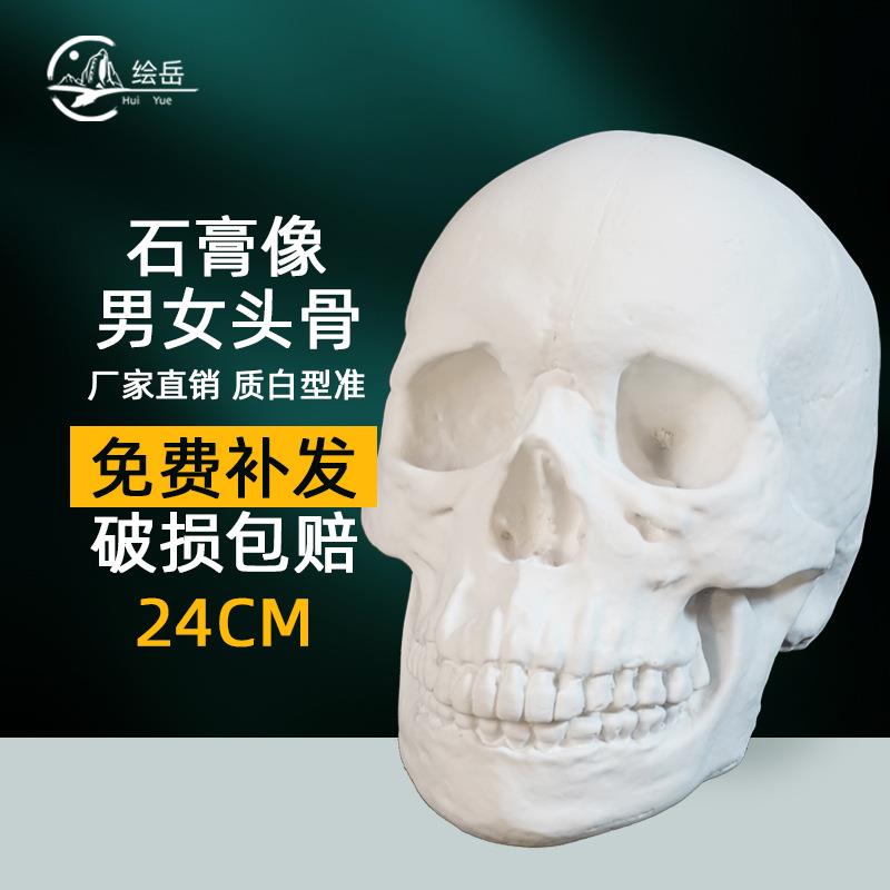 保质量石膏头骨骷髅头男女石膏教具几何体头像人像石膏静物素描