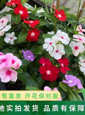 长春花盆栽天天开带花苞观花植物五叶梅庭院客厅盆栽花卉四季开花