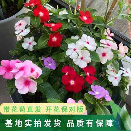 长春花盆栽天天开带花苞观花植物五叶梅庭院客厅盆栽花卉四季开花