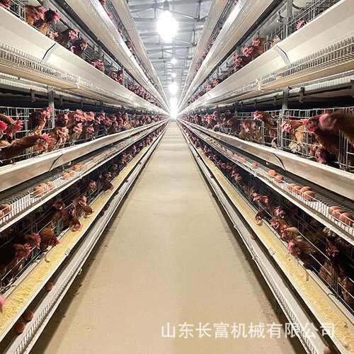 多层阶式蛋鸡笼加粗养殖笼具框层架蛋鸡式笼养殖CPN梯场叠H型鸡笼