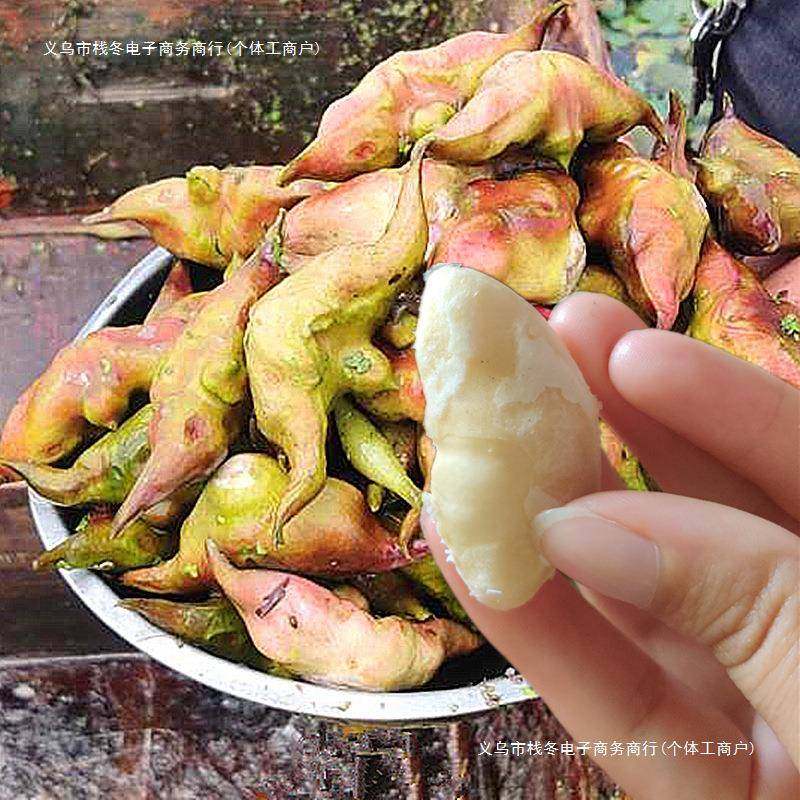 老菱角新鲜大果湖南现摘粉糯莲角生吃水果蔬菜非洪湖红凌零角包邮
