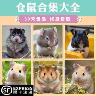 小仓鼠活物已打疫苗家养金丝熊活体三线银狐布丁公婆奶茶可选公母