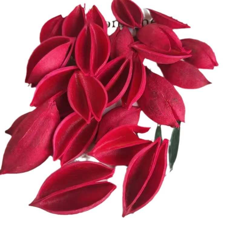 梧桐壳泡桐壳黑心菊花心天然植物果壳干花材料创意手工制作拼