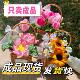 加密扭扭棒成品荷花莲花郁金香向日葵花篮手工编织节日礼物彷真花