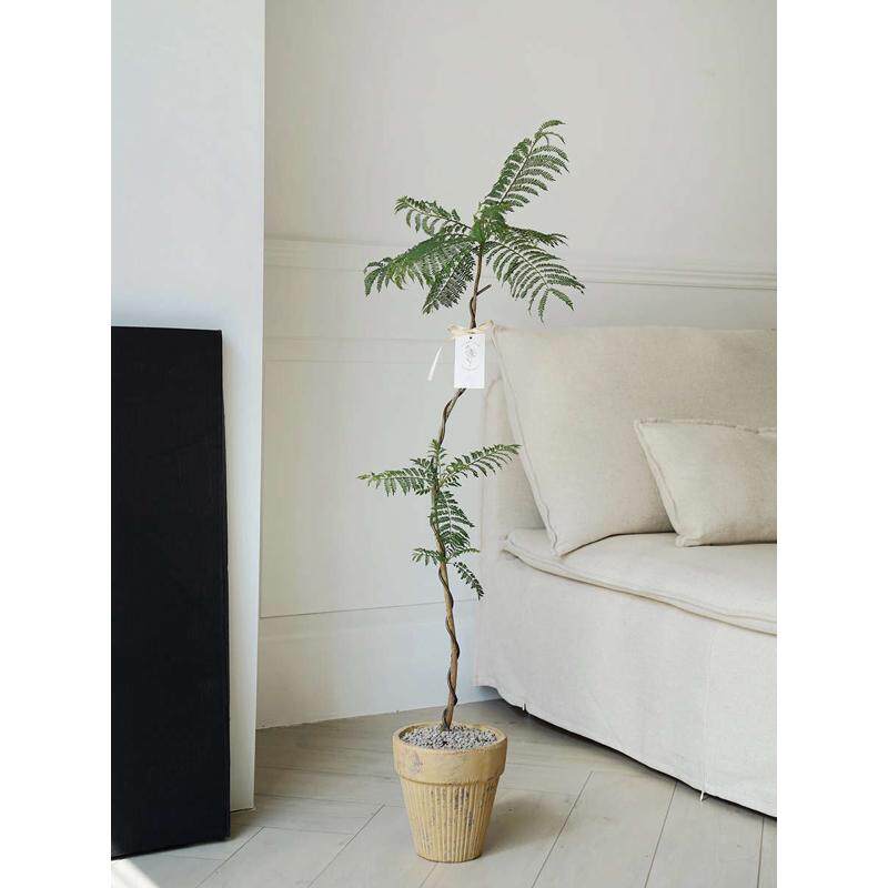 植物私生活 大蓝花楹 韩国风小众造型优美客厅氛围感落地绿植盆栽