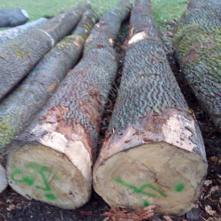 原木圆木实木带皮木头摆件欧洲橡木进口白橡原材家装门床餐桌椅板