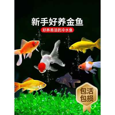 金鱼活鱼苗观赏鱼鱼缸小型淡水好养耐活冷水兰寿锦鲤小金鱼草金鱼