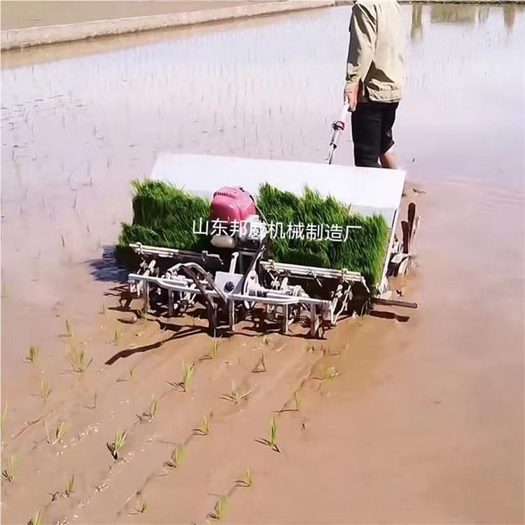 农用插秧机水肥型机手扶秧步进式4行6行水稻种高速乘坐植机小苗栽