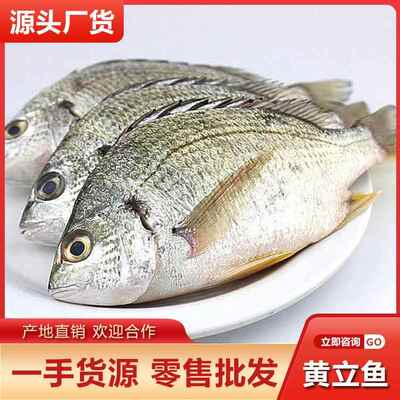 黄立鱼黄翅鱼海鱼现捕 新鲜水产黄鳍鲷 黄脚立产地包邮