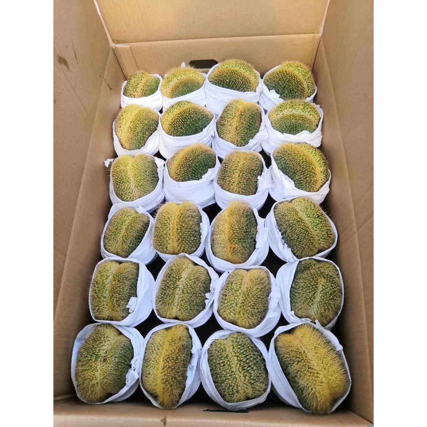 【基地直供】家居花卉植物 盆栽花卉绿植 仙人球植物 金冠缀化