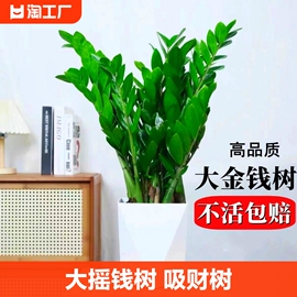 金钱树(金钱树)盆栽植物，室内花卉大型客厅，好养绿植大摇钱招财小发财树开业