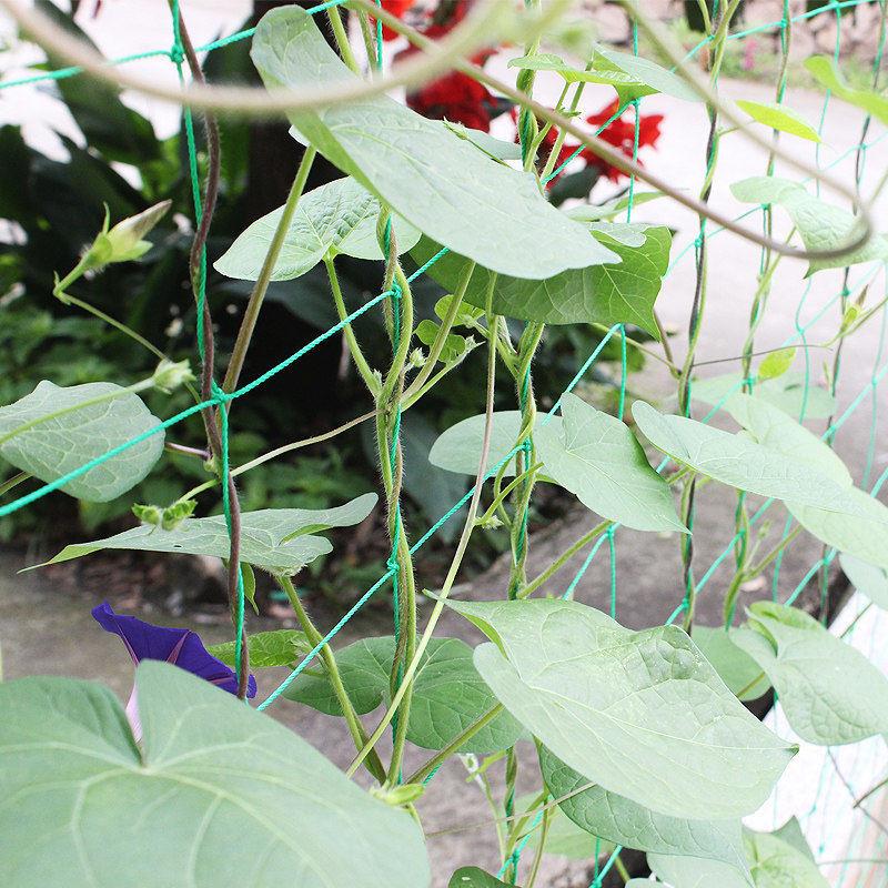 瓜果牵牛花藤蔓网花卉爬藤植物爬藤架 园艺网 厂家直销