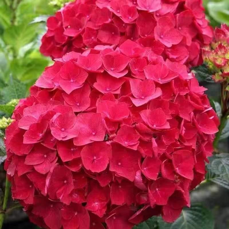 绣球花苗无尽夏四季开花绣球花盆栽庭院好养的花卉植物室内花