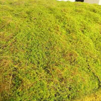 仿真假苔藓棕丝青苔藓橱窗微景观植物墙黄绿假草皮坪地毯景观