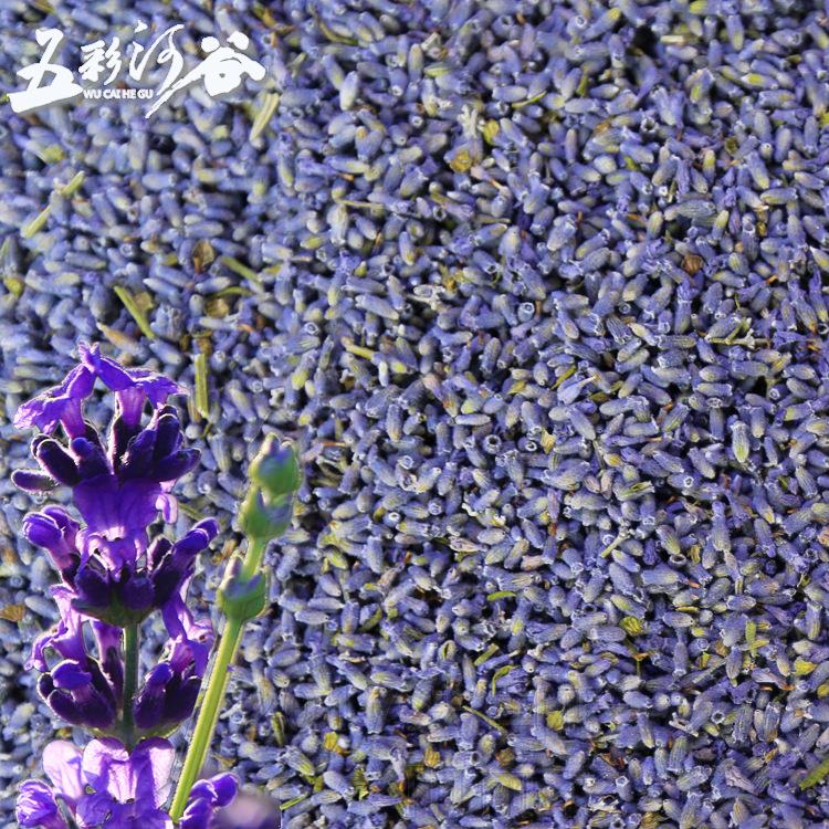 新疆伊犁65团散装薰衣草干花粒法国蓝雨前花香包香囊枕头薰衣草