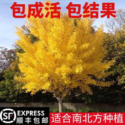 多灵金叶银杏树苗行道绿化