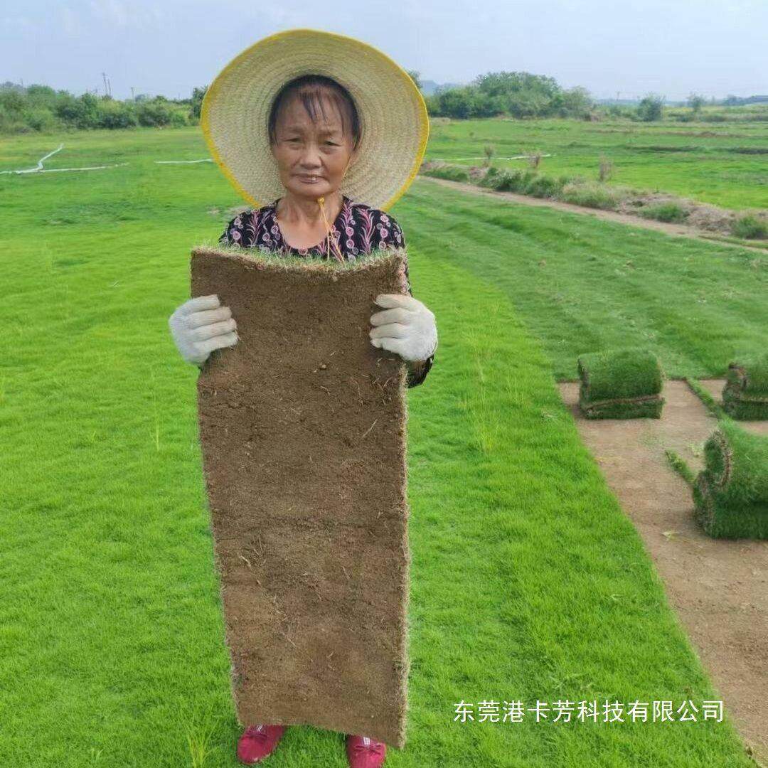 真草坪泥土草皮四季青马尼拉果岭草百慕大剪股颖绿化工程草皮真草