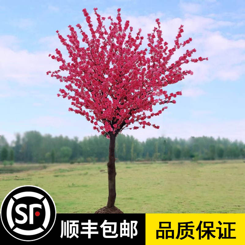 原生红梅花树苗骨里红梅花腊梅绿梅榆叶梅美人梅庭院耐寒植物花树