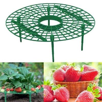 Strawberry Supports Keeping Plant Fruit Stand Vegetable