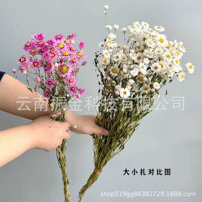 叶脉花自然真花罗丹斯鲁丹鸟干花花束小蜡菊家居拍摄道具花卉