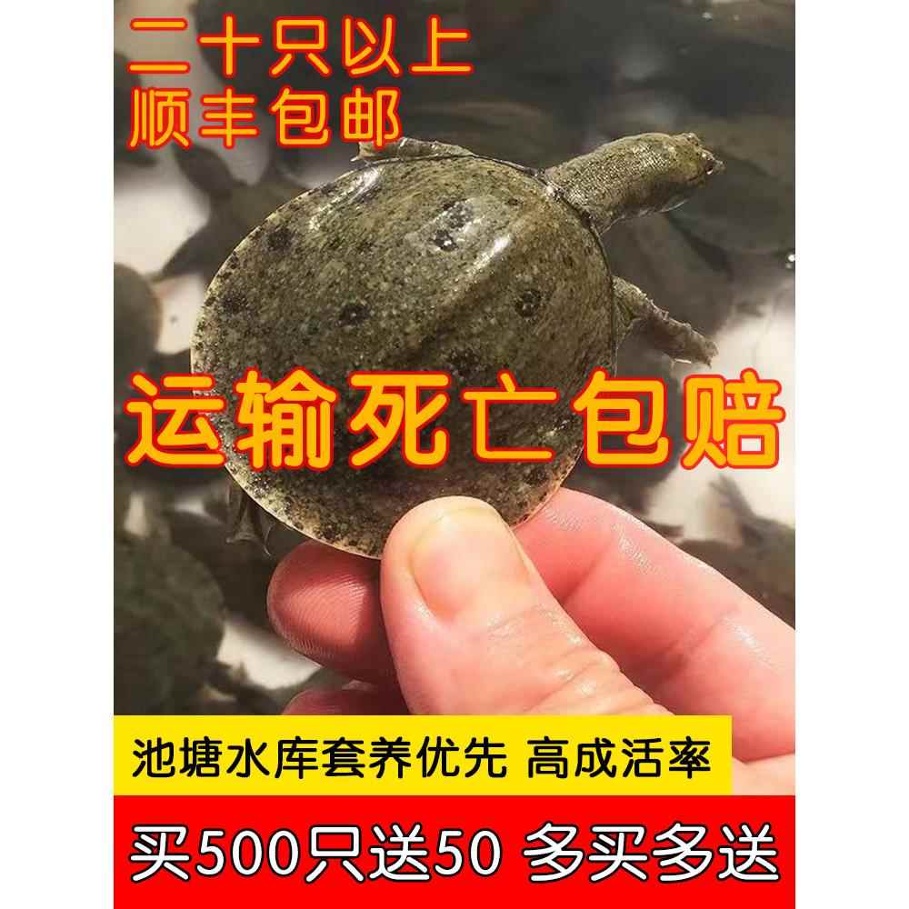 外塘生态中华甲鱼苗鳖苗鲜活团鱼水鱼苗王八苗龙鱼活饵100只包邮