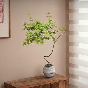 流泉枫盆栽好养造型盆景新中式客厅绿植茶桌禅意植物花卉摆垒德株