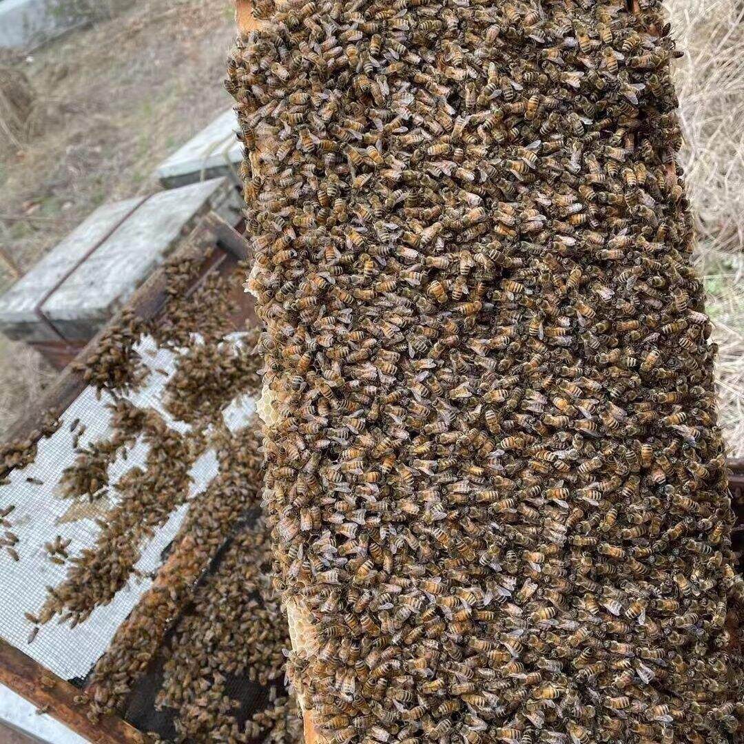 意大利蜂蜜蜂群意蜂群带子脾含种王带蜂箱果树授粉蜂草莓授粉蜜蜂