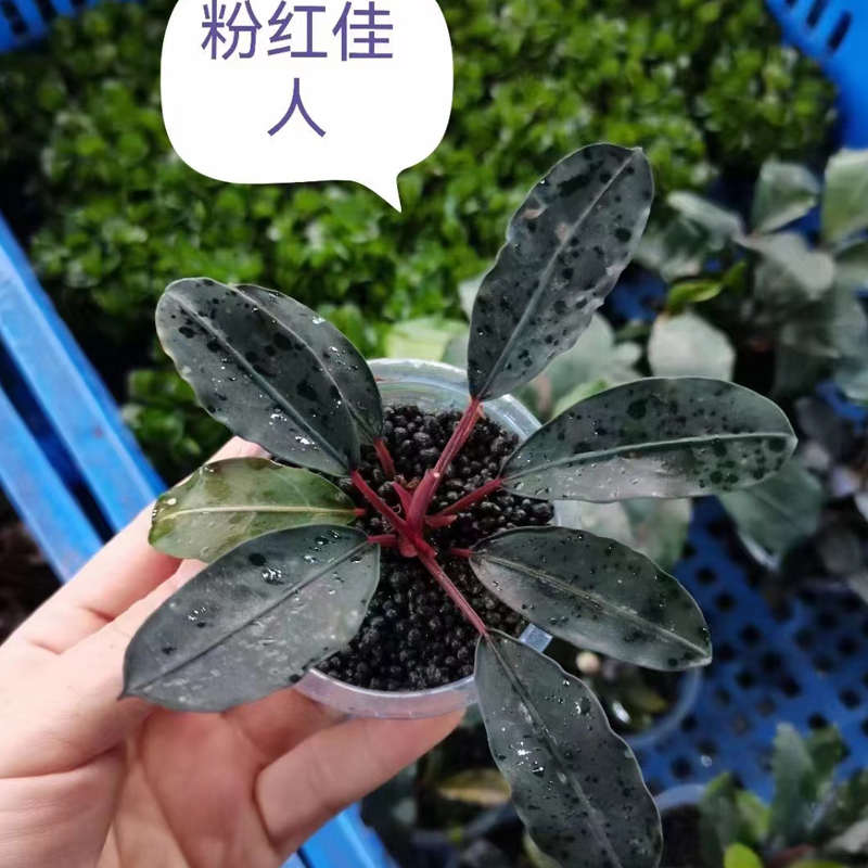粉红佳人辣椒榕果冻杯鱼缸草缸造景水培增氧阴性淡水活体水草植物