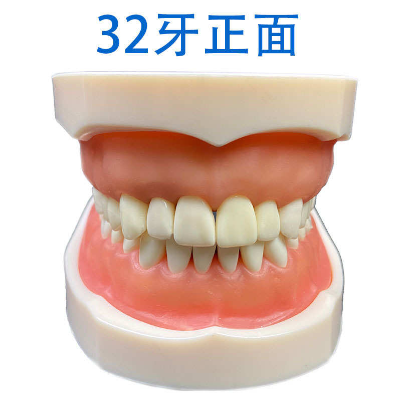 现货口腔牙科可拆软牙龈教学模型牙齿模型DP颌架32牙的备牙模型