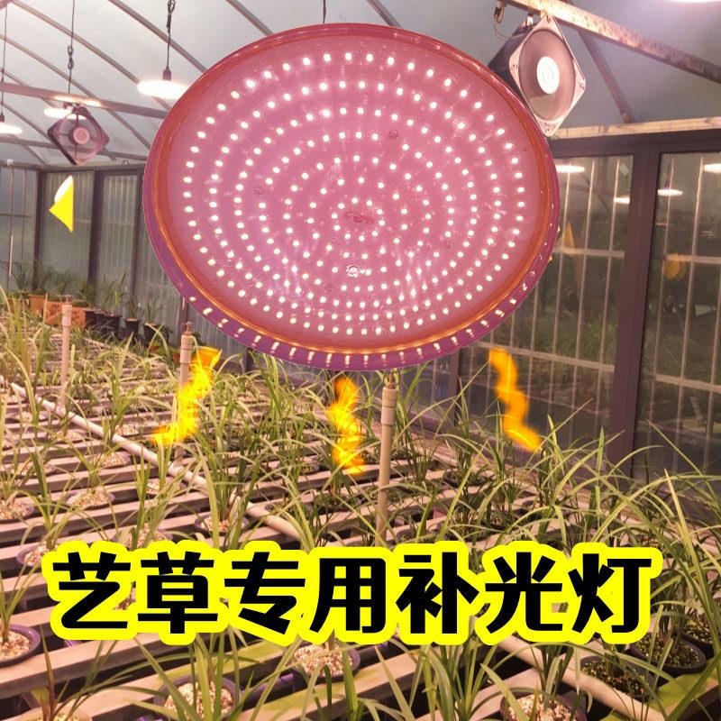 合鸣50W艺草专用补光灯 全光谱LED 兰草补光灯