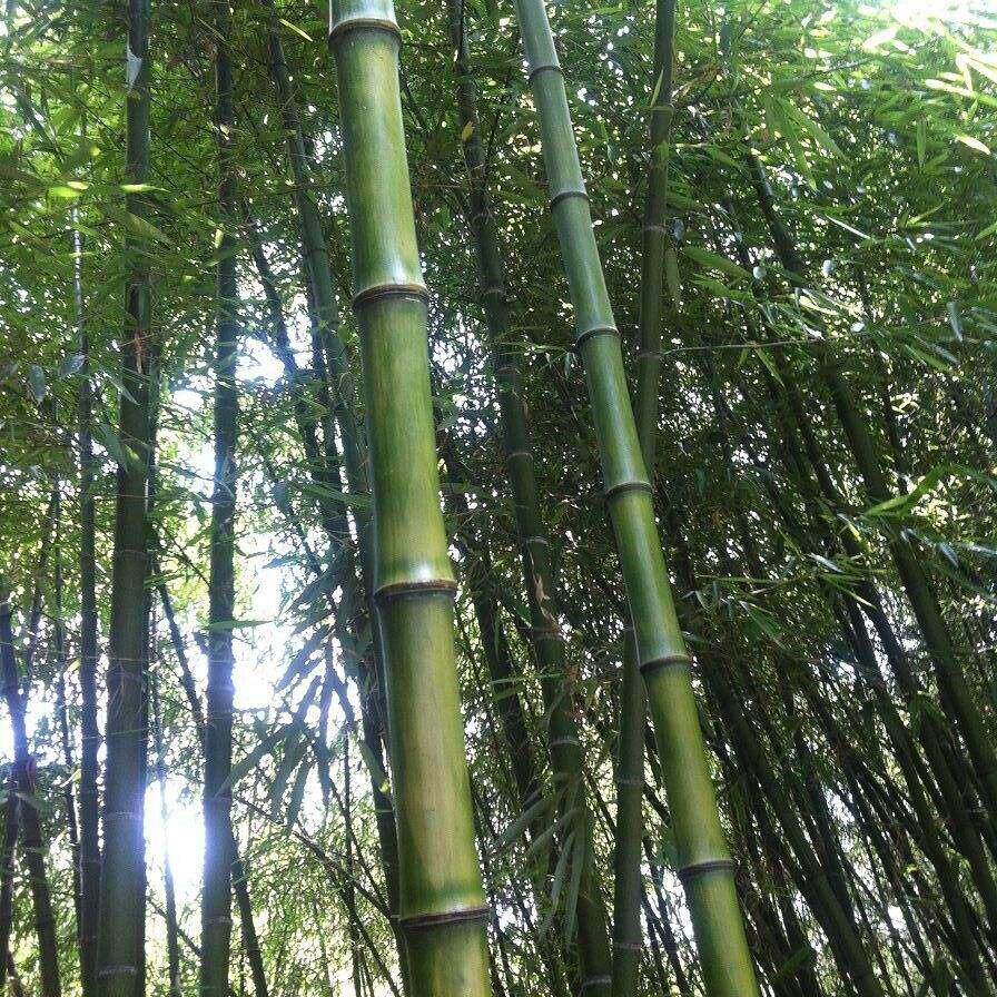 竹子苗毛竹刚竹大型竹竹观叶竹子苗庭院植物四季常青绿化高节竹苗