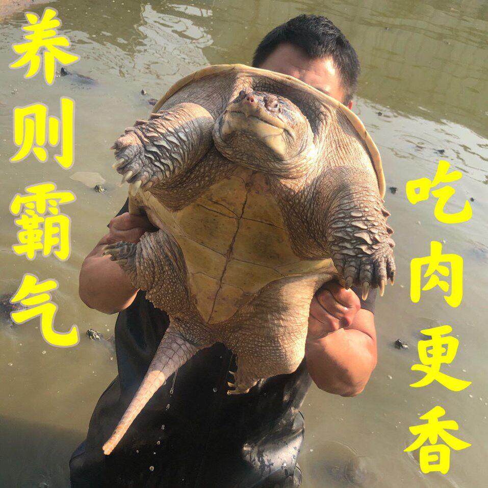 北美鳄龟大鳄龟食用鳄龟活物食用龟大龟佛罗里达鳄龟肉龟食用观赏