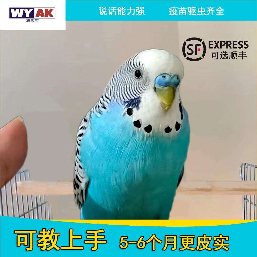 鹦鹉公母一对青年虎皮活鸟会说话牡丹玄风鸟类活鸟小型宠物鸟活物