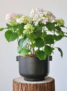 JIMU黑色发泡釉蝴蝶兰花盆专用盆多肉高脚批发高级感花盆陶盆批發