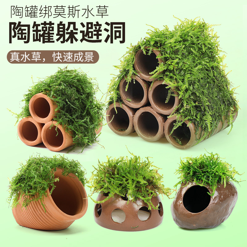 鱼缸莫斯水草造景懒人真植物鱼虾躲避罐小鱼繁殖躲避屋虾屋小摆件