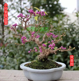 小叶紫珠盆景熟桩吸甲醛净化空气植物室内办公桌阳台庭院造型盆栽