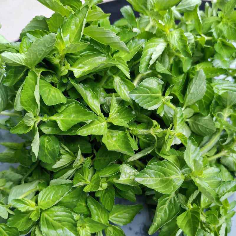 包邮2斤云南德宏野菜特产傣味麻章那香香草新鲜蔬菜水香菜