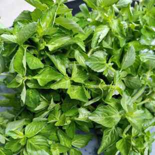 包邮2斤云南德宏野菜特产傣味麻章那香香草新鲜蔬菜水香菜