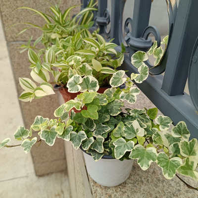 桌面吊阳台垂室内观叶绿小雪长春藤青叶吊兰银边莹植植物盆栽