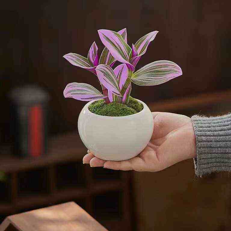 油画婚礼吊兰桌面迷你盆栽多肉植物办公室内客厅四季好养绿植花卉