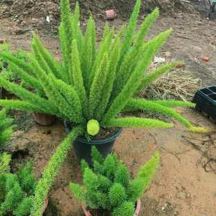 狐尾天门冬盆栽植物庭院花园柜台绿植四季常绿观叶九尾狐尾巴盆栽