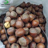 新货长白山熟榛子东北特产吉林大榛子原味坚果250g 孕妇儿童 包邮