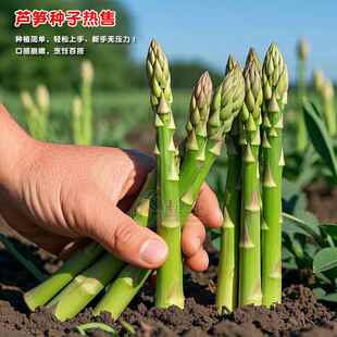 芦种笋种孑子苗根苗种根根种苗盆栽根苗籽带土蔬菜菜种籽蔬菜种子